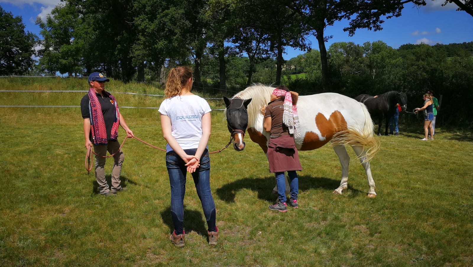 Les chevaux partenaires du Centre Equaizen au pré, dans les Monts du Lyonnais